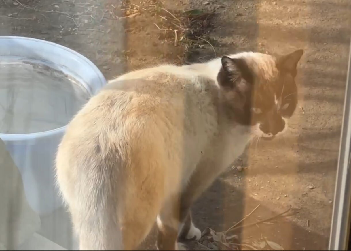 どこのこ？