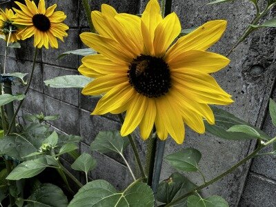 サンフィニティ🌻