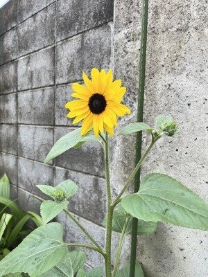 今年もサンフィニティ🌻