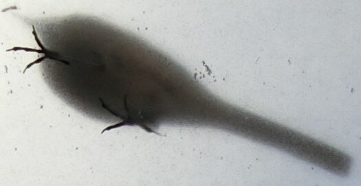 CIMG4492 - コピー.JPG