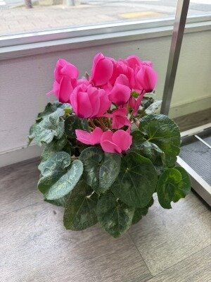 IMG_1785 (1) (1).jpeg